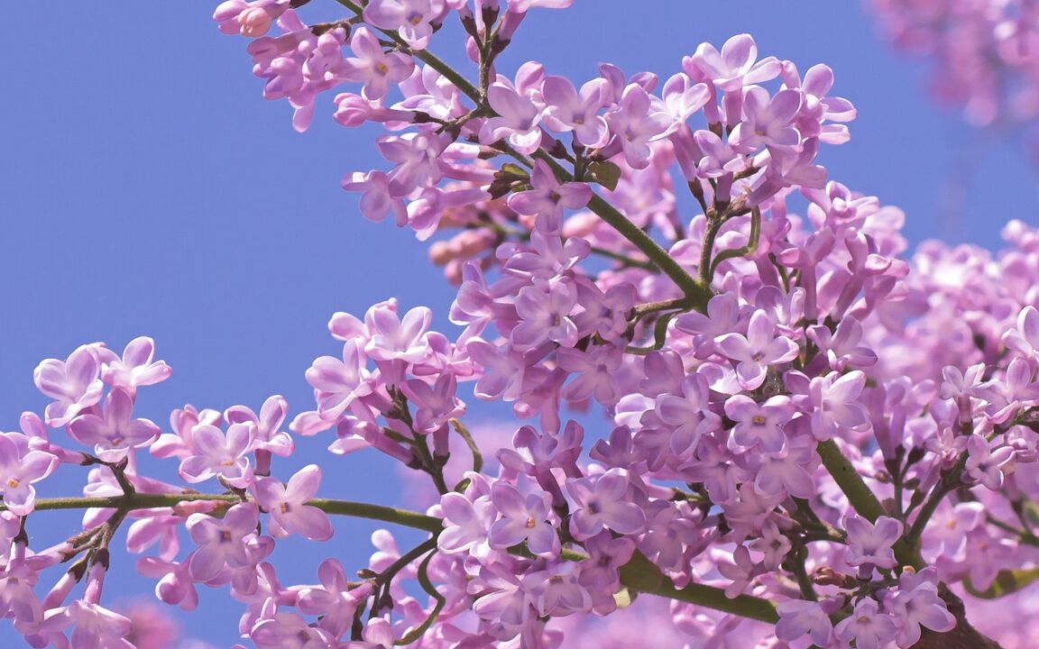 lilac to increase potential